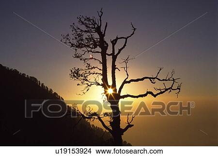 lebensenergie, back light, bereisen, branch, branches out, calm, climatic heating View Large Photo Image Picture - lebensenergie, back light, bereisen, branch, branches out, calm, climatic heating. Fotosearch