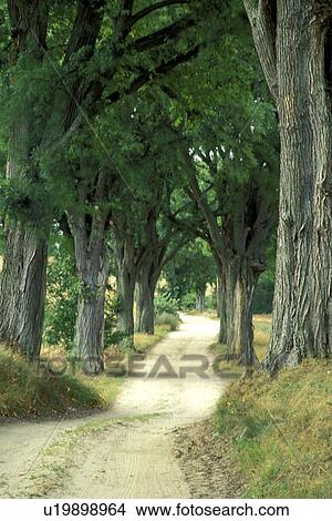 Path with trees along it View Large Photo Image Picture - Path with trees along it. Fotosearch