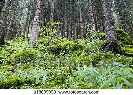 Plants in the woods View Large Photo Image Stock Photo - Plants in the woods. Fotosearch