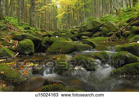 River in the woods View Large Photo Image Stock Image - River in the woods. Fotosearch