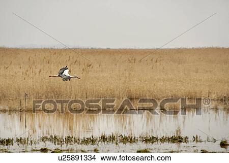 Stork landing in a pond View Large Photo Image Picture - Stork landing in a pond. Fotosearch