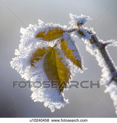 Stock Photo - alfred, detail, close-up, back light, against-the-light shot. Fotosearch