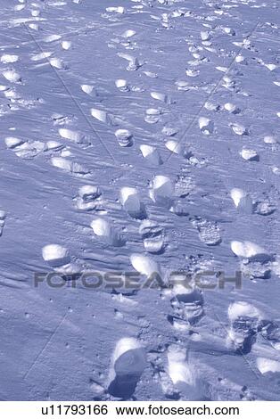background, Bernhard, cold, cow, day, footprint View Large Photo Image Stock Photograph - background, Bernhard, cold, cow, day, footprint. Fotosearch