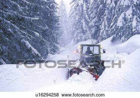Stock Photo - Bernhard, cold, conifer, coniferae, cow, forest. Fotosearch