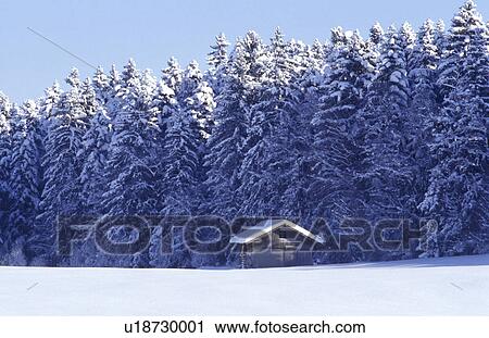 blue, cabin, cold, conifer, coniferae, conifers, cottage View Large Photo Image Stock Image - blue, cabin, cold, conifer, coniferae, conifers, cottage. Fotosearch