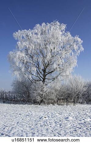blue, cold, coldness, frost, hoarfrost, huwiler, landscape View Large Photo Image Stock Image - blue, cold, coldness, frost, hoarfrost, huwiler, landscape. Fotosearch