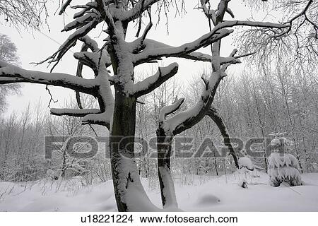 Picture - broken, climatic change, cloudily, cold, destroyed, ecocide. Fotosearch