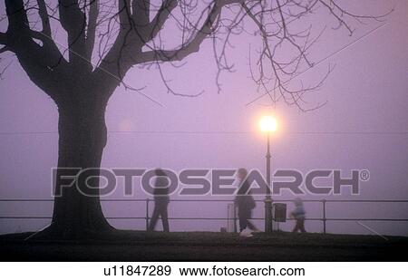calf, at night, bregenz, banks, austria, children, adults View Large Photo Image Stock Photo - calf, at night, bregenz, banks, austria, children, adults. Fotosearch