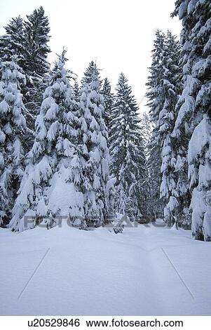 Christian, conifer, cold, abandoned View Large Photo Image Stock Photograph - Christian, conifer, cold, abandoned. Fotosearch
