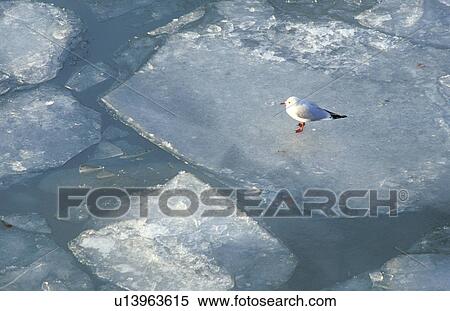 CLOSE, aves, climatic heating, climatic change, bird, close-up, animals View Large Photo Image Stock Photography - CLOSE, aves, climatic heating, climatic change, bird, close-up, animals. Fotosearch