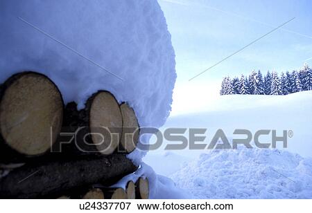 Stock Photo - cold, blauphoton, cellar, branch, bough, alexander. Fotosearch