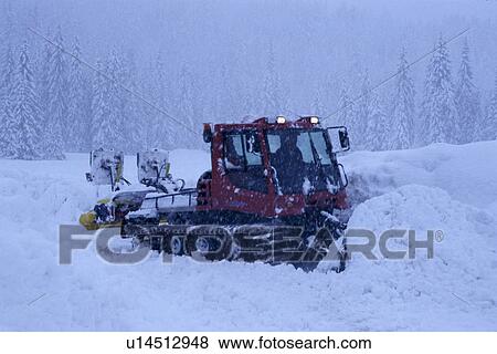 cow, Bernhard, coniferae, conifer, cold, abenddaemmerung View Large Photo Image Stock Photo - cow, Bernhard, coniferae, conifer, cold, abenddaemmerung. Fotosearch
