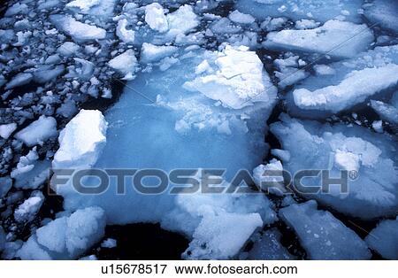 day, Arctic region, cow, cold, Bernhard, arctic View Large Photo Image Stock Photo - day, Arctic region, cow, cold, Bernhard, arctic. Fotosearch