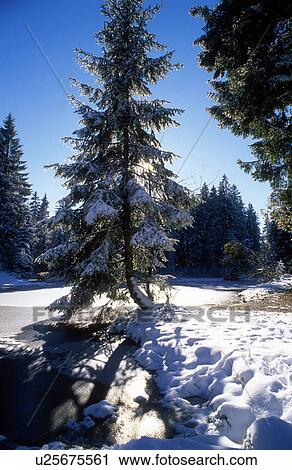 dornbirn, autumn, cold, calf, back light, fir, austria View Large Photo Image Stock Image - dornbirn, autumn, cold, calf, back light, fir, austria. Fotosearch