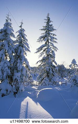 fir, back light, dornbirn, cold, calf, forest, austria View Large Photo Image Stock Image - fir, back light, dornbirn, cold, calf, forest, austria. Fotosearch