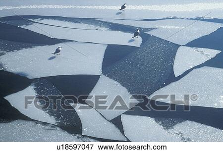 floe, aves, day, cold, bird, animals View Large Photo Image Stock Photo - floe, aves, day, cold, bird, animals. Fotosearch