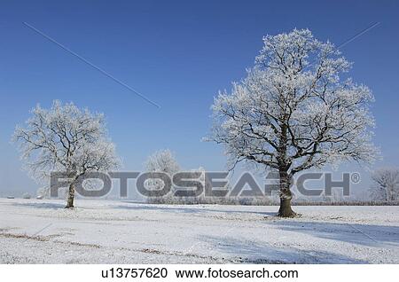Frosty trees View Large Photo Image Stock Image - Frosty trees. Fotosearch