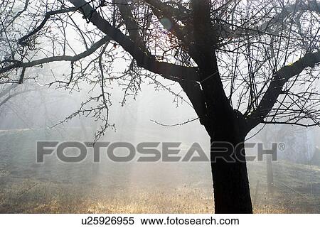 glow, austria, fruit-tree, calf, burgenland, apple tree View Large Photo Image Stock Photography - glow, austria, fruit-tree, calf, burgenland, apple tree. Fotosearch
