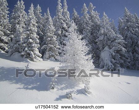 jane, christmas tree, conifers, cold, clearing, Austria View Large Photo Image Stock Image - jane, christmas tree, conifers, cold, clearing, Austria. Fotosearch
