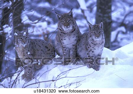 Stock Image - Lynx in the snow. Fotosearch