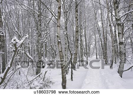 moor, birchs, FRG/Bavaria, FRG, forest, rhoen, away View Large Photo Image Stock Photo - moor, birchs, FRG/Bavaria, FRG, forest, rhoen, away. Fotosearch