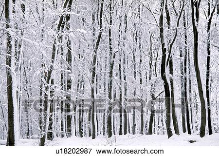 Snowy forest View Large Photo Image Stock Photo - Snowy forest. Fotosearch
