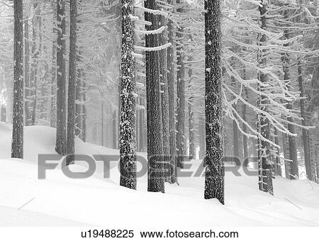 Stock Photography - Snowy forest. Fotosearch