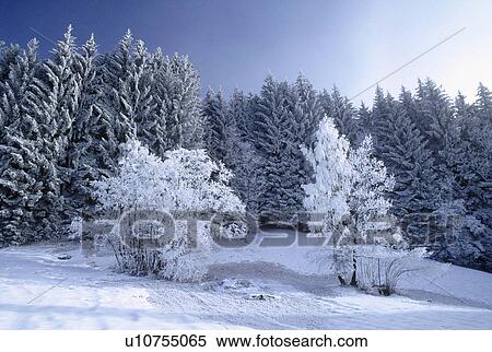 Trees in snow View Large Photo Image Stock Photography - Trees in snow. Fotosearch