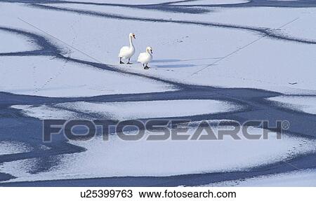 Two swans on icy water surface View Large Photo Image Stock Image - Two swans on icy water surface. Fotosearch