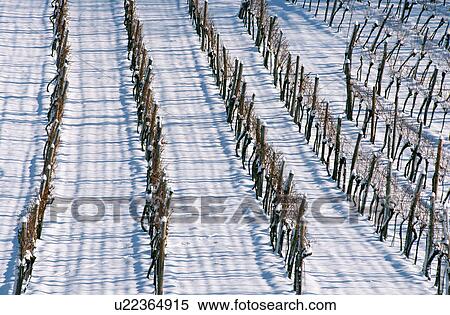 weinviertel, austria, calf, cold, culture, landscape, Lower Austria View Large Photo Image Stock Photography - weinviertel, austria, calf, cold, culture, landscape, Lower Austria. Fotosearch