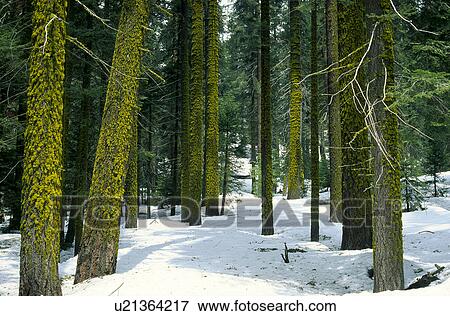 Stock Photo - Winter trees with moss on them. Fotosearch