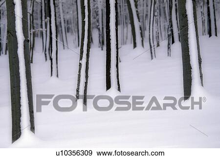 winterwald, austria, blanket of snow, calf, cold, december, drifted View Large Photo Image Stock Photo - winterwald, austria, blanket of snow, calf, cold, december, drifted. Fotosearch