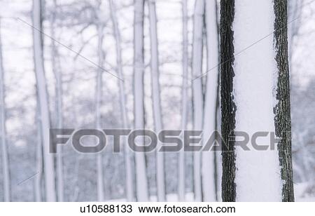 winterwald, austria, calf, cold, december, forest, frost View Large Photo Image Stock Image - winterwald, austria, calf, cold, december, forest, frost. Fotosearch