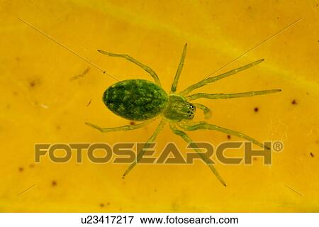 Stock Photo - animal, close-up, arachnid, animals, alfred. Fotosearch