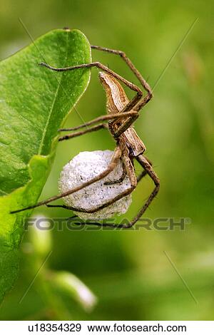 animals, close-up, CLOSE, araneae, alfred View Large Photo Image Stock Photo - animals, close-up, CLOSE, araneae, alfred. Fotosearch