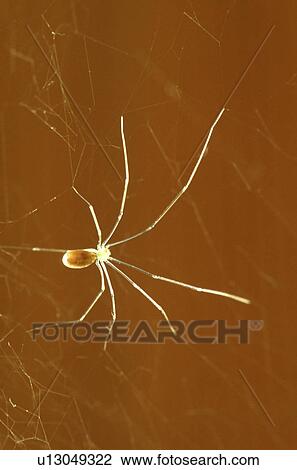 arachnid, brown, araneae, animals View Large Photo Image Stock Image - arachnid, brown, araneae, animals. Fotosearch