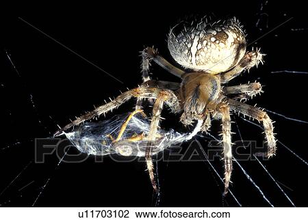 arachnid, brown, black, araneae, animals View Large Photo Image Stock Image - arachnid, brown, black, araneae, animals. Fotosearch