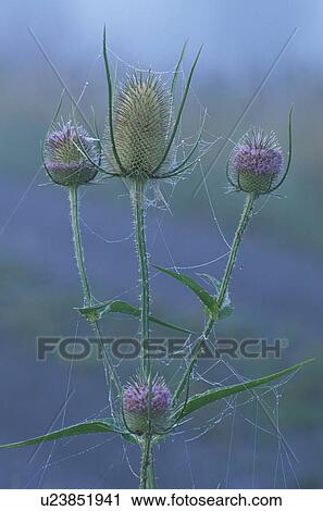 blue, bud, carduus, Christian View Large Photo Image Stock Image - blue, bud, carduus, Christian. Fotosearch