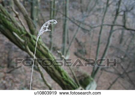 branch, branches, cobweb, cold, frost, frozen, gefrorenes View Large Photo Image Stock Photo - branch, branches, cobweb, cold, frost, frozen, gefrorenes. Fotosearch