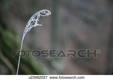 branch, branches, cobweb, cold, frost, frozen, gefrorenes View Large Photo Image Stock Photo - branch, branches, cobweb, cold, frost, frozen, gefrorenes. Fotosearch