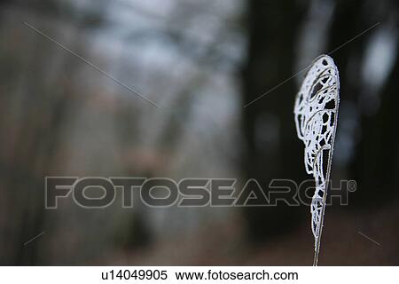 branch, branches, cobweb, cold, frost, frozen, gefrorenes View Large Photo Image Stock Photography - branch, branches, cobweb, cold, frost, frozen, gefrorenes. Fotosearch