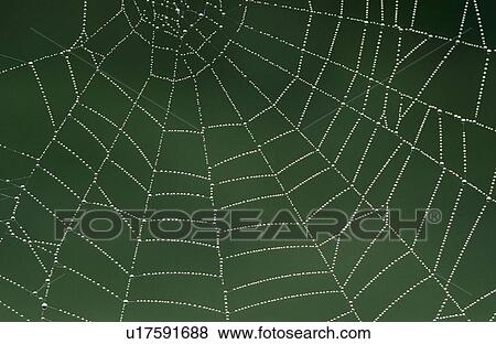 Stock Photo - Christian, close-up, CLOSE, animals. Fotosearch