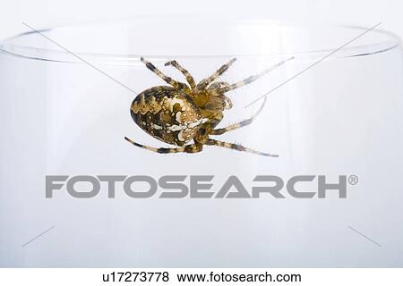 Stock Photo - close-up, animal, araneus, arachnid, animals, alfred. Fotosearch
