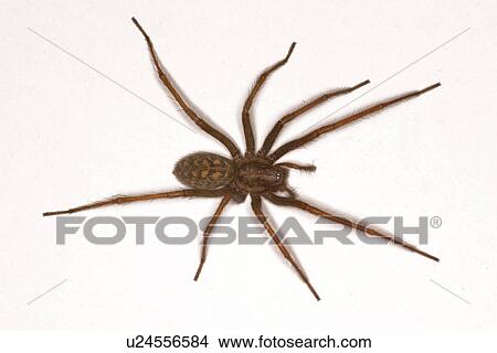 close-up, animals, CLOSE, brown, araneae, alfred View Large Photo Image Picture - close-up, animals, CLOSE, brown, araneae, alfred. Fotosearch