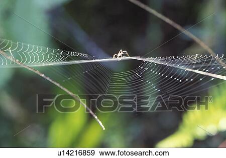 close-up, araneae, CLOSE, branch, bough, cobweb, animals View Large Photo Image Stock Photo - close-up, araneae, CLOSE, branch, bough, cobweb, animals. Fotosearch