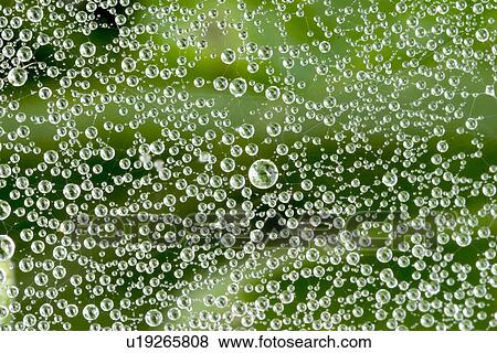 Stock Photo - Close-up of dewdrops on a spiderweb. Fotosearch