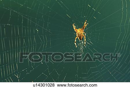 Stock Photo - cobweb, autumn, calf, burgenland, back light, detail, austria. Fotosearch