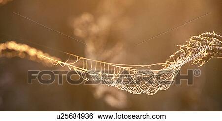 cobweb, autumn, calf, burgenland, autumn-like, cornfield, austria View Large Photo Image Stock Photograph - cobweb, autumn, calf, burgenland, autumn-like, cornfield, austria. Fotosearch
