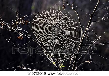 Stock Photo - cobweb, bough, close-up, CLOSE, branch, Jan, animals. Fotosearch