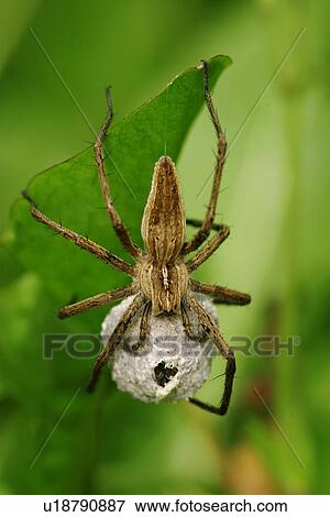 cocoon, animals, close-up, CLOSE, araneae, alfred View Large Photo Image Stock Photo - cocoon, animals, close-up, CLOSE, araneae, alfred. Fotosearch